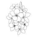 sketch frangipani flower drawing, doodle art, black and white plumera drawing tattoo and sticker design.