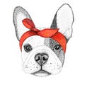 Sketch french bulldog dog head hand drawn illustration. Doggy in pin-up red bandana, isolated