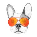 Sketch french bulldog dog head hand drawn illustration. Doggy in sunglasses, isolated