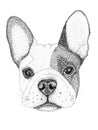 Sketch french bulldog dog head hand drawn illustration. Ink black and white drawing, isolated Royalty Free Stock Photo