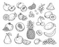 Sketch fruits. Strawberry melon, peach mango. Banana pineapple, raspberry grapes hand drawn fruit berry vector set Royalty Free Stock Photo