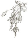 Sketch of fuchsia flowers