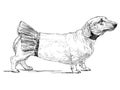 Sketch of funny dachshund in decorative skirt