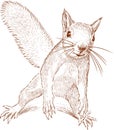Sketch of a funny forest squirrel