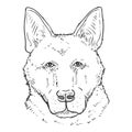 Sketch German Shepherd Dog Face Front View