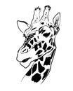 Sketch of a giraffe. Royalty Free Stock Photo