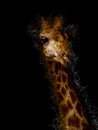 Sketch giraffe illustration, Botswana in Africa Royalty Free Stock Photo