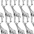 Sketch giraffe, vector vintage seamless pattern Royalty Free Stock Photo