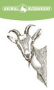 Sketch of goat drawn by hand. livestock. animal grazing