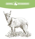 Sketch of goat drawn by hand. livestock. animal grazing