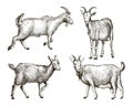 Sketch of goat drawn by hand. livestock. animal grazing