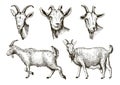 Sketch of goat drawn by hand. livestock. animal grazing