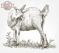 Sketch of goat drawn by hand. livestock. animal grazing