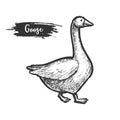 Sketch of goose bird. Profile of farm geese