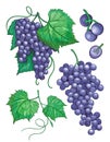 Sketch Grape bunches with leaves, vintage illustration of wine grape. Vector hand drawn icons set Royalty Free Stock Photo