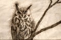Sketch of a Great Horned Owl with an Injured Eye Royalty Free Stock Photo