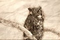 Sketch of a Great Horned Owl Perched on a Branch in a Tree Royalty Free Stock Photo