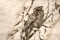 Sketch of a Great Horned Owl Scanning Across the Tree Tops Royalty Free Stock Photo