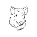 Sketch grunge wild boar in the profile.Stock vector illustration., wild boar vector sketch illustration