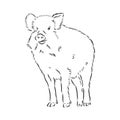 Sketch grunge wild boar in the profile.Stock vector illustration., wild boar vector sketch illustration