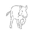 Sketch grunge wild boar in the profile.Stock vector illustration., wild boar vector sketch illustration