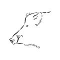 Sketch grunge wild boar in the profile.Stock vector illustration., wild boar vector sketch illustration