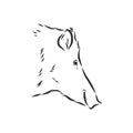 Sketch grunge wild boar in the profile.Stock vector illustration., wild boar vector sketch illustration