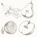 Sketch of half fruits