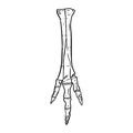 Sketch hand drawn foot image. Bird or dinosaur leg fossil illustration drawing. Vector stock outline silhouette Royalty Free Stock Photo