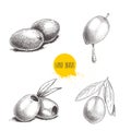 Sketch hand drawn olives set. Bunch, olive with oil drop, boneless olives and olive branch with leaves. Vector illustration