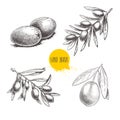 Sketch hand drawn olives set. Olive fruits bunch and olive branches with leaves. Vector illustration Royalty Free Stock Photo