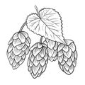 Sketch hand engraved herb fruits ordinary hops. Royalty Free Stock Photo