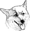 Sketch of head cheerful corgi dog