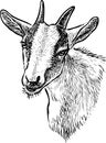 Sketch of the head of a domestic goat Royalty Free Stock Photo