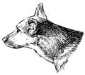 Sketch of head of guard dog