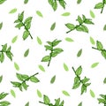 Sketch herbal mint tea. Hand drawn vector seamless pattern