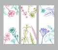 Sketch herbal vertical banners with medicinal organic herbs valuable for human health
