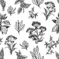 Sketch herbs and flowers seamless pattern
