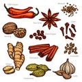 Sketch Herbs And Spice Color Set Royalty Free Stock Photo