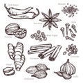 Sketch Herbs And Spice Set Royalty Free Stock Photo