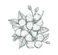 Sketch Hibiscus flower, isolated retro flower sign. Tropical Hibiscus flower