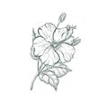 Sketch Hibiscus flower, isolated flower retro sign. Tropical flower Hibiscus
