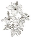Sketch of Hibiscus flowers
