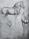 Sketch of horse, pencil drawing in a vintage book Leonard de Vinci, author A. Rosenberg, 1898, Leipzig Royalty Free Stock Photo