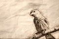 Sketch of a House Finch Having a Bad Hair Day Royalty Free Stock Photo