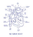 Sketch of human heart anatomy on blue line on a white background