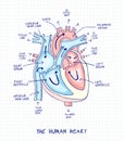 Sketch of human heart anatomy ,line and color on a checkered background. Educational diagram with hand written labels of the main Royalty Free Stock Photo