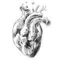 Sketch of human heart Royalty Free Stock Photo