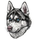 Sketch of Husky Dog.