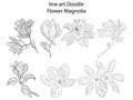Sketch icon doodle Floral Botany Collection. Magnolia flower drawings.